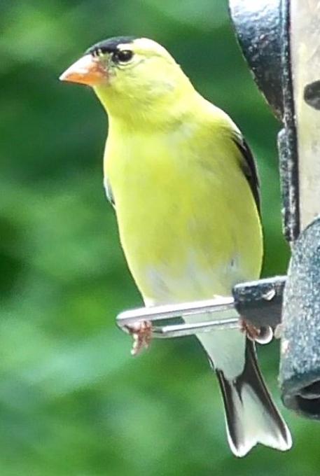 Goldfinch male 03