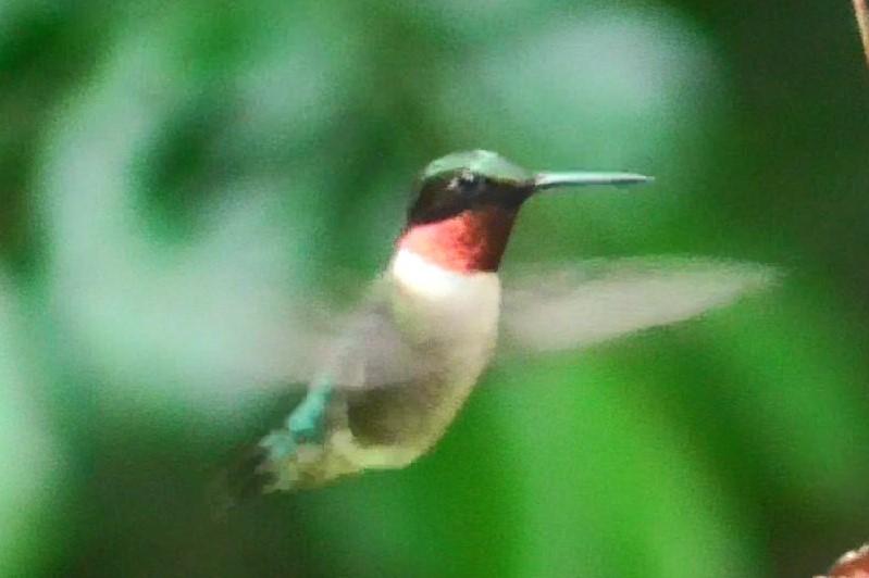 Hummer male 02