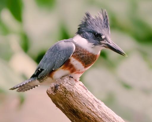 female kingfisher