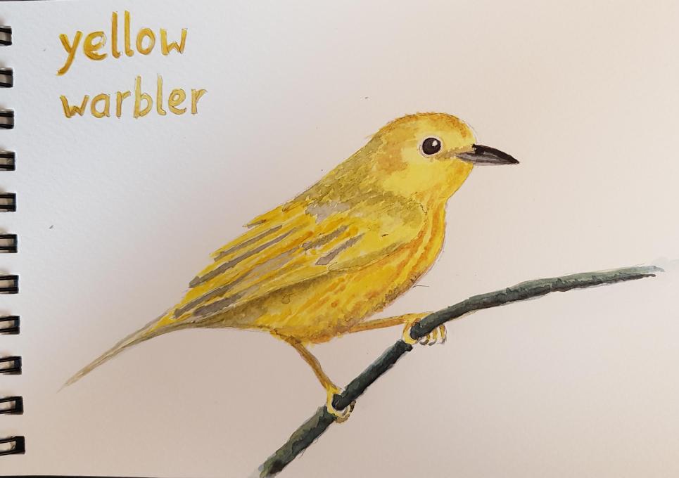 Yellow_Warbler