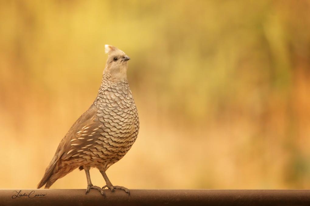 X4A0965-1.CR2__Lonely Bachelor Scaled Quail__2020.07.15