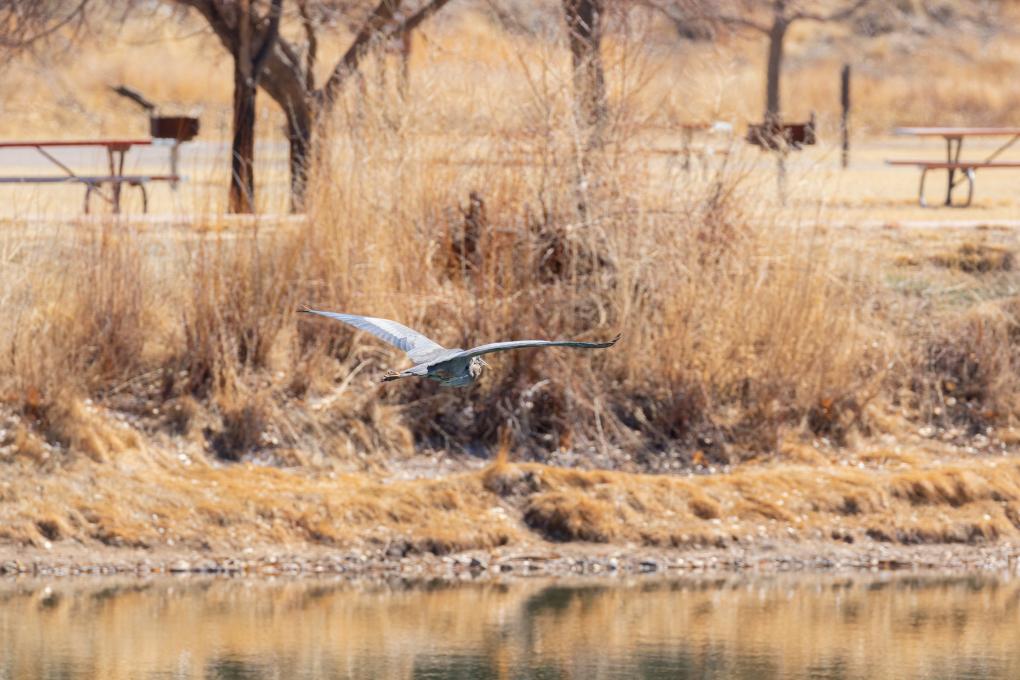 _E8A9208_GBHeron flying over Anticline Lake