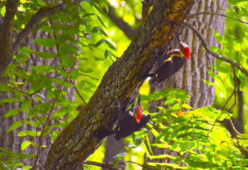 two pilated woodpeckers_LVMag_DSC_0061