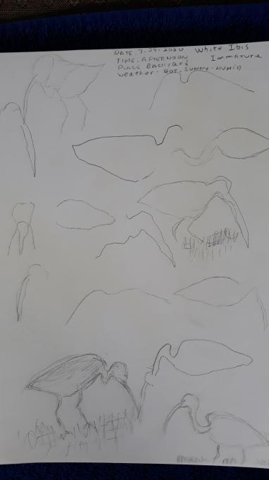 2020-08-08 - Gesture Drawing #1