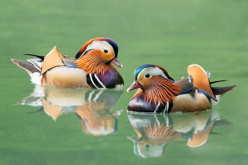 mandarin ducks