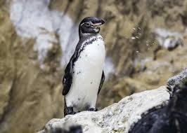 Galápagos Penguin1