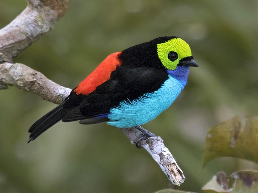 Paradise Tanager1