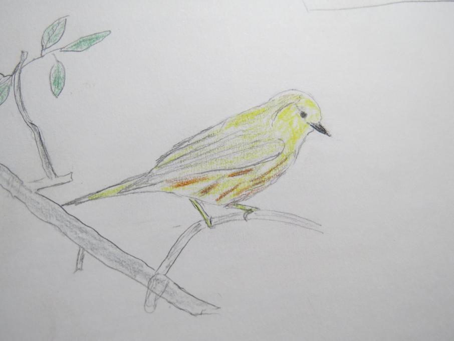 Yellow warbler1