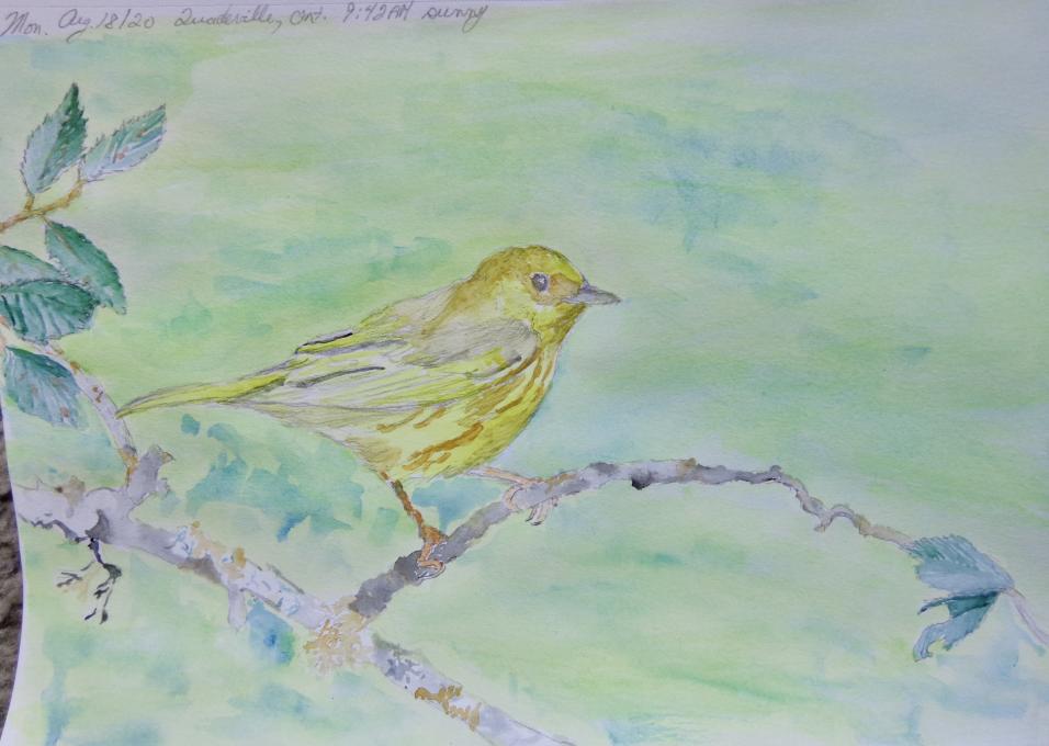 2nd warbler painting