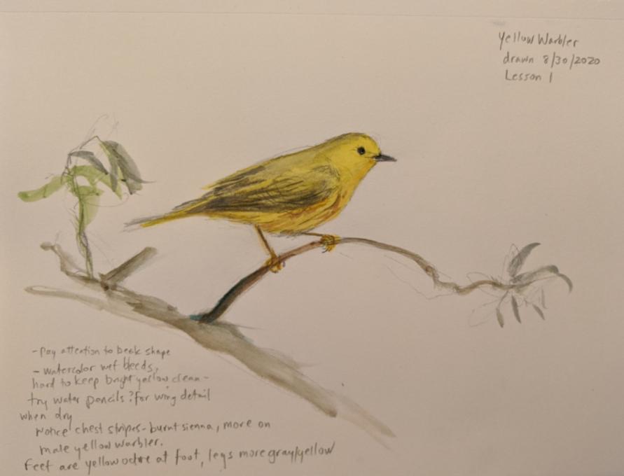 Lesson 1 yellow warbler