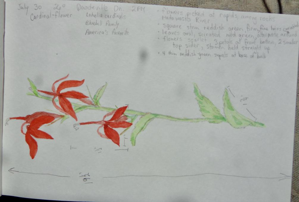 sketch of cardinal flower