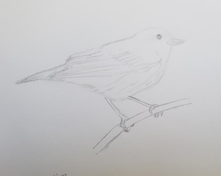 Yellow Warbler Drawing 1