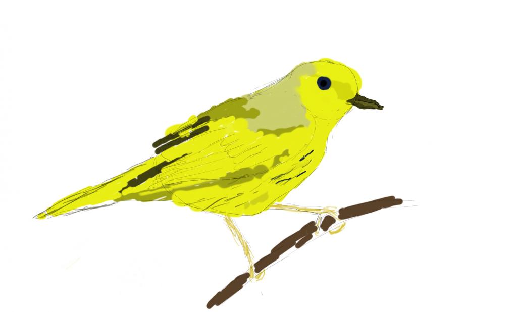 yellowWarbler