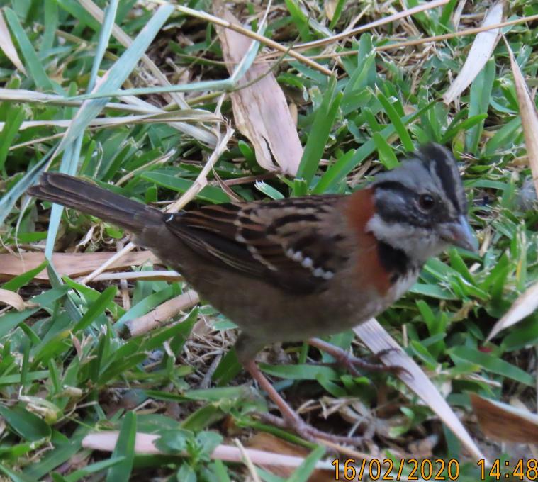 Forrajendo 3 Rufous collared Sparrow
