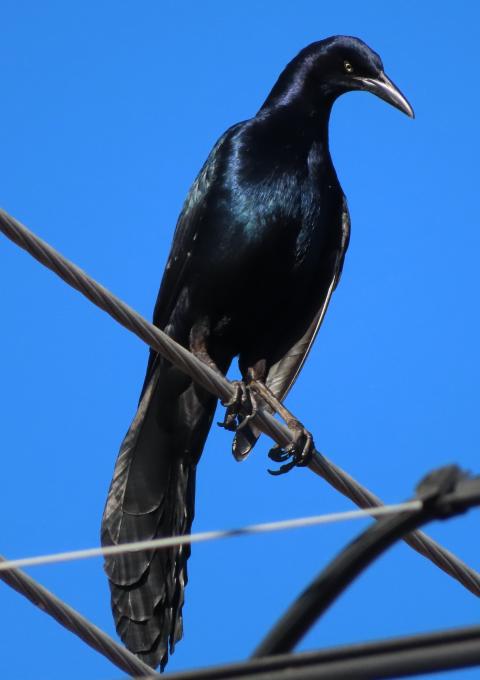 Great-tailed Grackle Resident