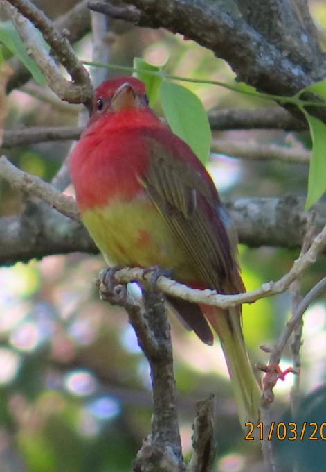 Summer Tanager Migrant