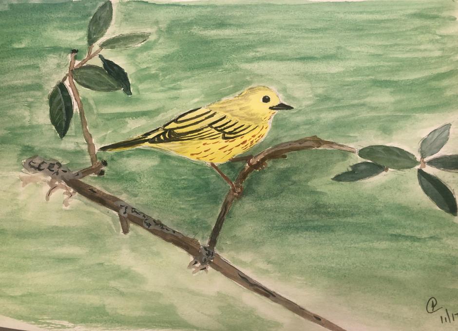 Yellow Warbler Water Color 11.17.20