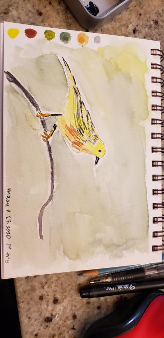 Bird acad warbler Nov272020