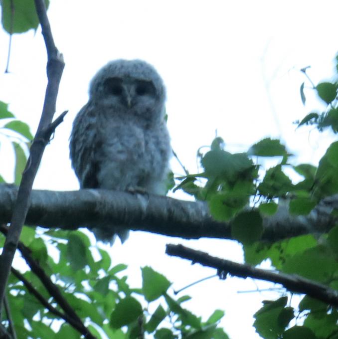 Baby-Ural-owl