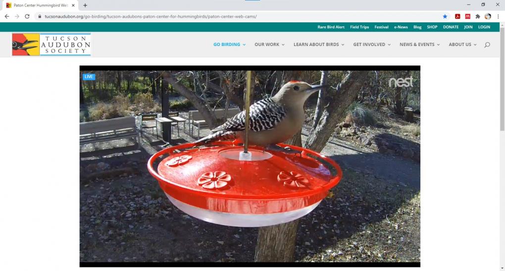 Red-bellied Woodpecker at Paton Center Hummingbird Feeder 12.15.20