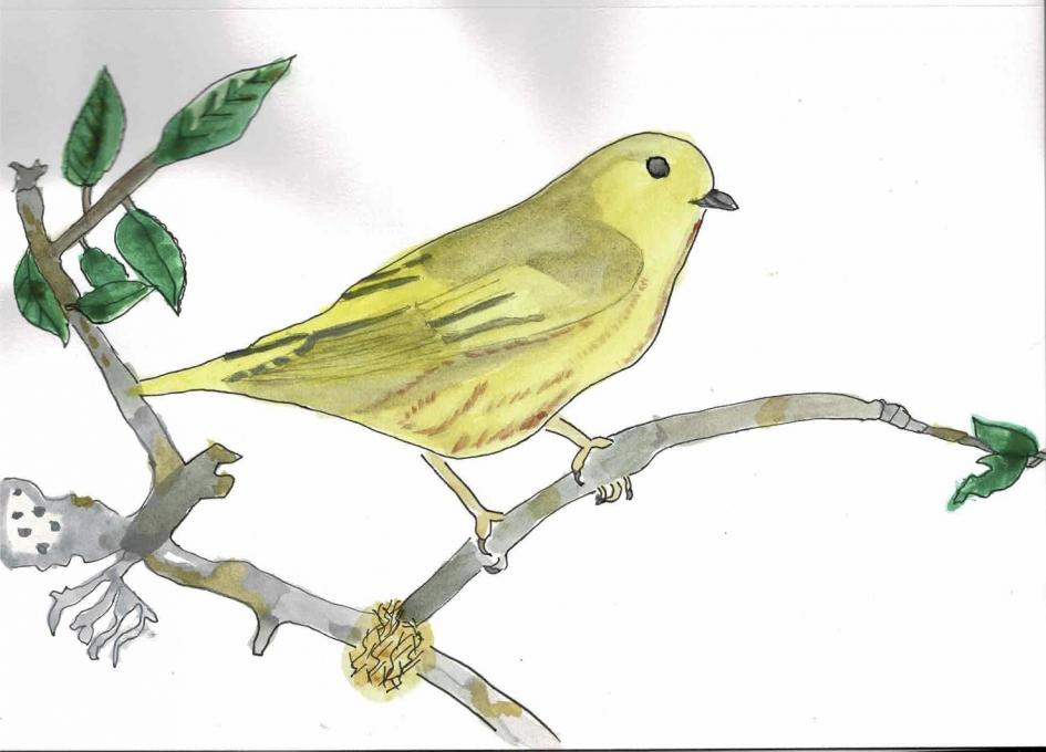 Yellow Warbler water color 