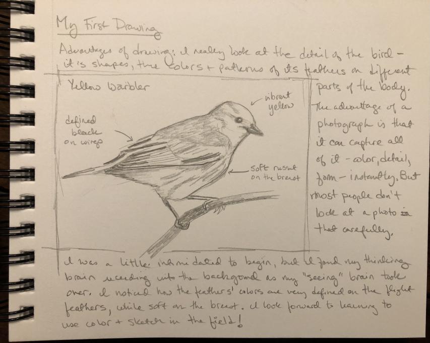 Journaling-sketch 1 - Yellow Warbler