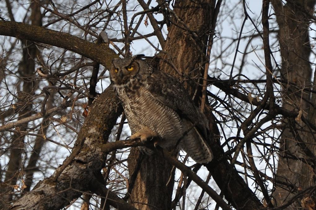 Great Horned Owl @ Winnipeg,MB.Feb.22, 2020_001_01