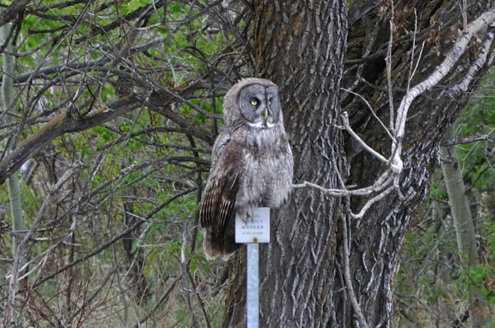 Great Gray Owl @ PR.#317 Stead, MB. May 25, 2020_001_01