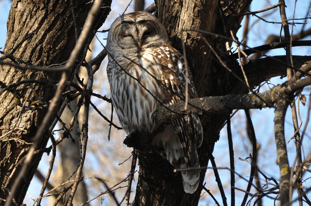 Barred Owl @  Harris Park, Winnipeg, MB. Apr. 9, 2020_001