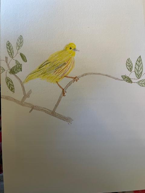 yellow warbler #1