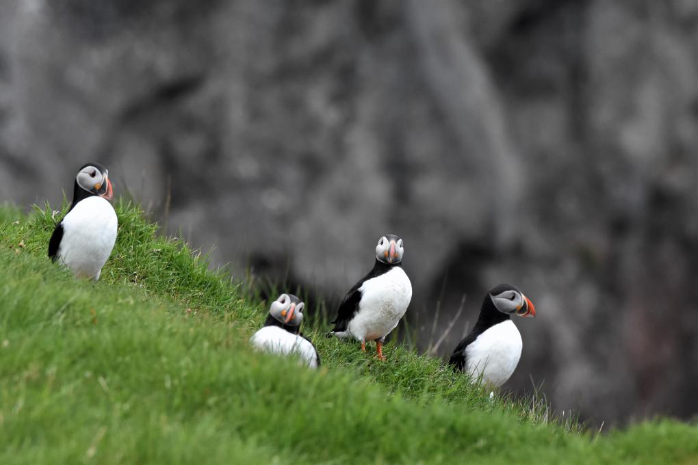 Four puffins
