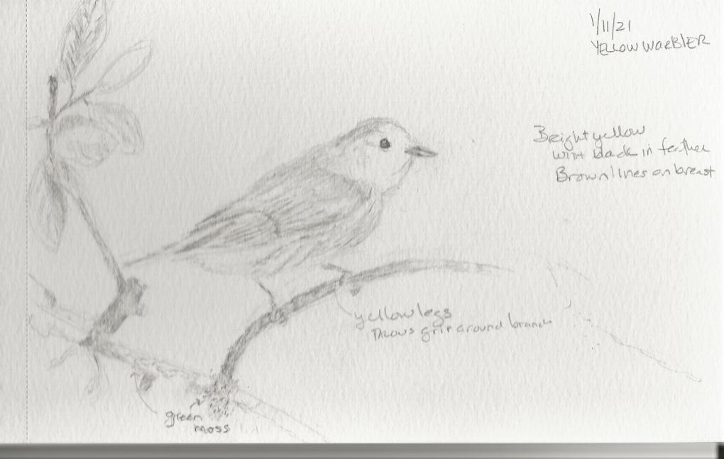 Yellow Warbler 1st Sketch