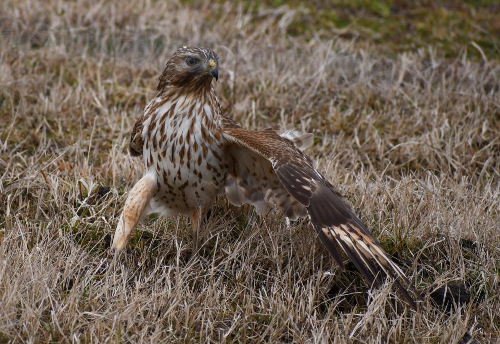 2021 Jan 31 Red-tailed Hawk 5R