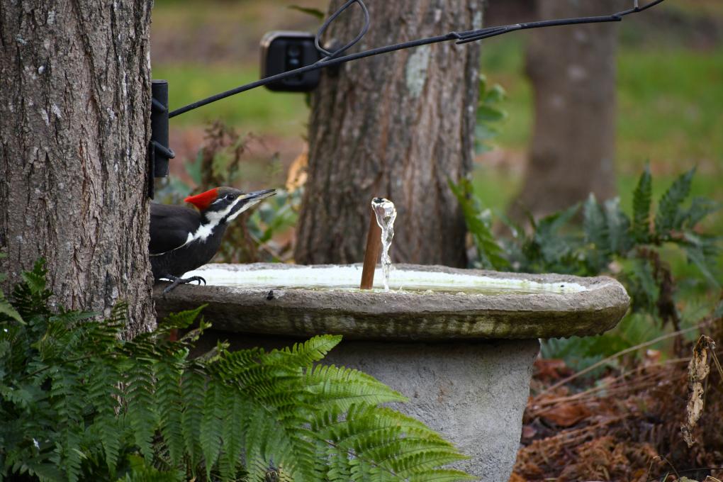 2020 Nov 26 Pileated Woodpecker 14R