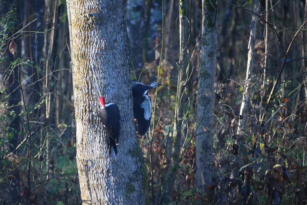 2020 Nov 21 Pileated Woodpecker 147R