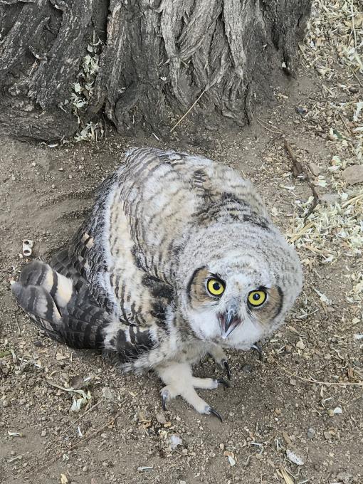 2019-05-15 Juvenile Great Horned owl
