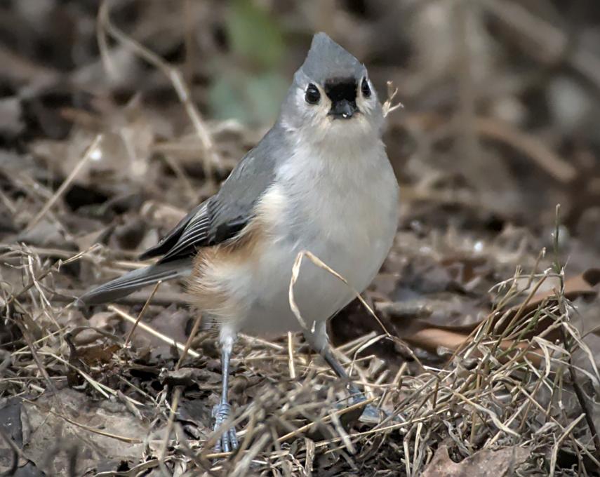 Titmouse_Tufted_20210113