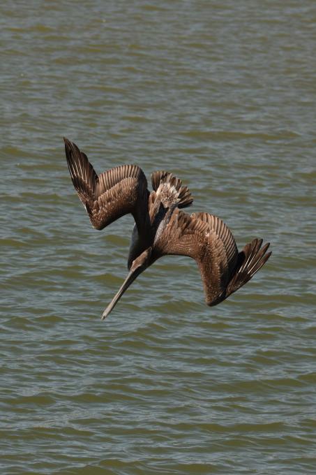 Tampa - Brown pelican 1117 2