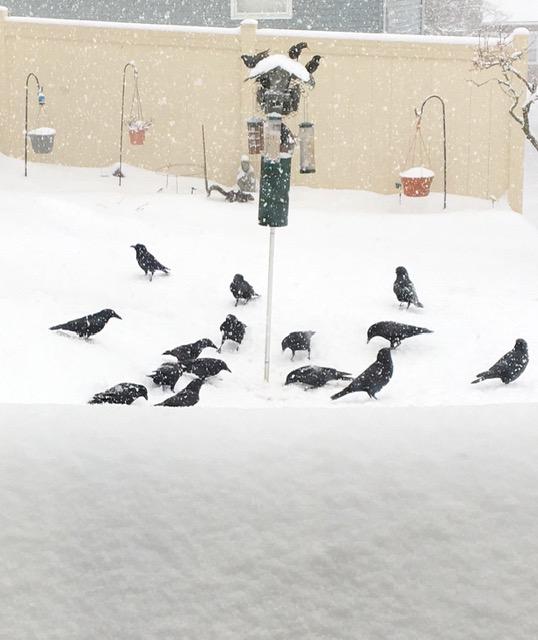Crows Eating during a Winter Storm