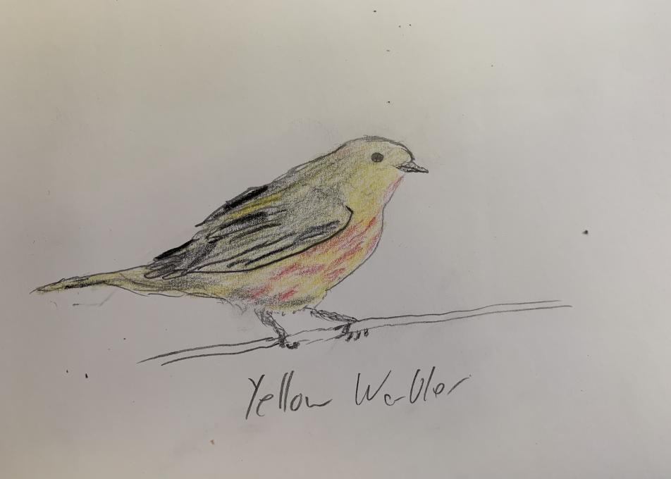 March112021 Yellow Warbler