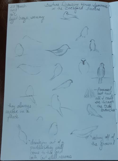 Gesture Drawing Sparrows