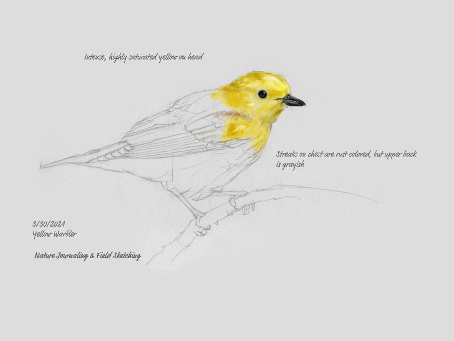 Yellow Warbler 2021-03-30-0001