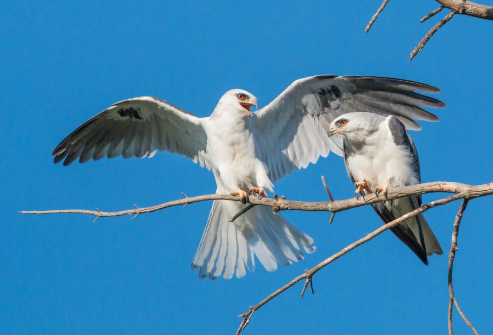 2021.04.02a White-tailed Kites mating, Ed Levin County Park-8