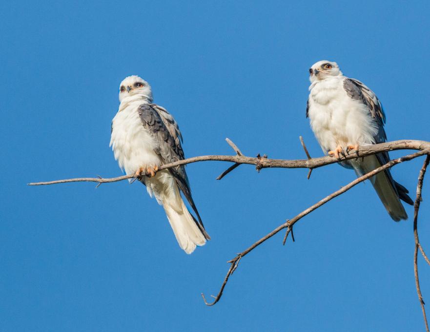 2021.04.02a White-tailed Kite Pair, Ed Levin County Park-5