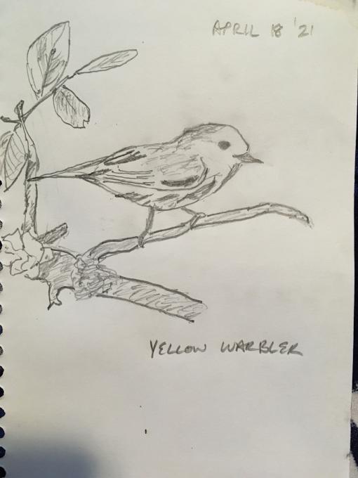 yellow warbler exercise