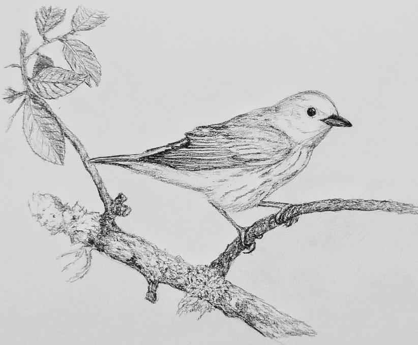 Yellow Warbler Drawing