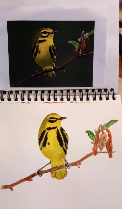Prairie warbler watercolor