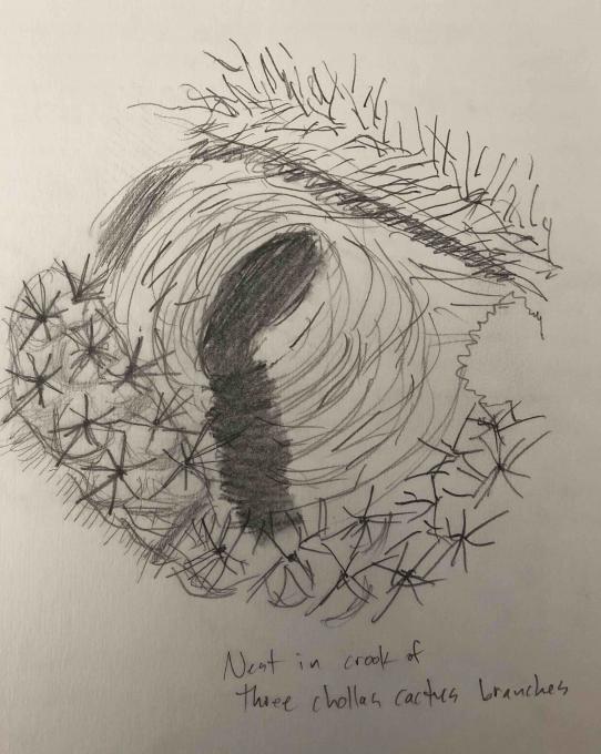 Cactus Wren Nest