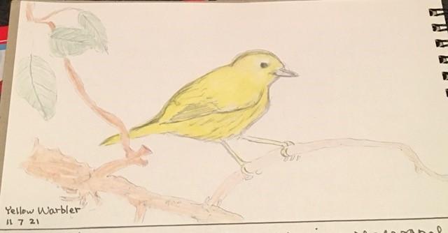Yellow Warbler - July 11 2021