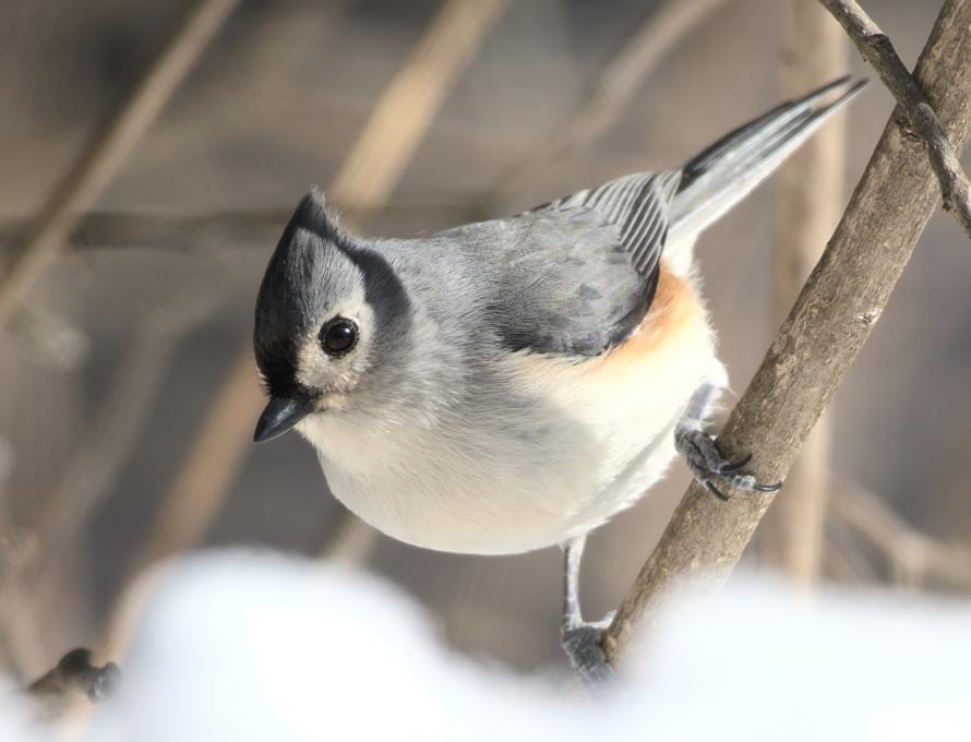 Titmouse_Tufted_20210221